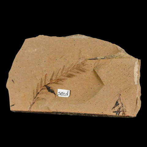 1.9" Detailed Fossil Plant Leafs Metasequoia Dawn Redwood Oligocene Age MT COA - Fossil Age Minerals