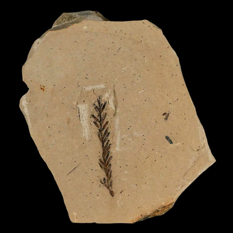 1.4" Detailed Fossil Plant Leafs Metasequoia Dawn Redwood Oligocene Age MT COA - Fossil Age Minerals