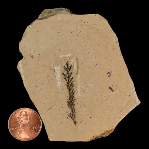 1.4" Detailed Fossil Plant Leafs Metasequoia Dawn Redwood Oligocene Age MT COA - Fossil Age Minerals