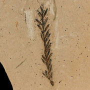 1.4" Detailed Fossil Plant Leafs Metasequoia Dawn Redwood Oligocene Age MT COA