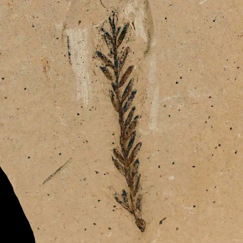 1.4" Detailed Fossil Plant Leafs Metasequoia Dawn Redwood Oligocene Age MT COA - Fossil Age Minerals