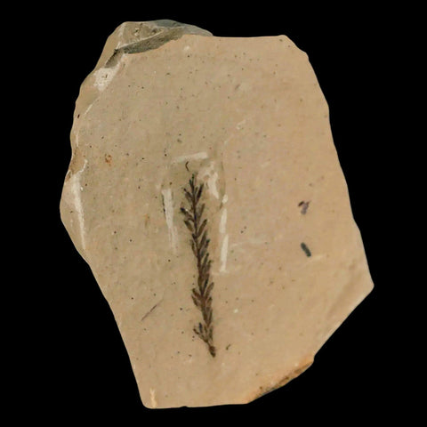 1.4" Detailed Fossil Plant Leafs Metasequoia Dawn Redwood Oligocene Age MT COA - Fossil Age Minerals