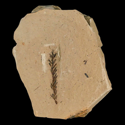 1.4" Detailed Fossil Plant Leafs Metasequoia Dawn Redwood Oligocene Age MT COA - Fossil Age Minerals