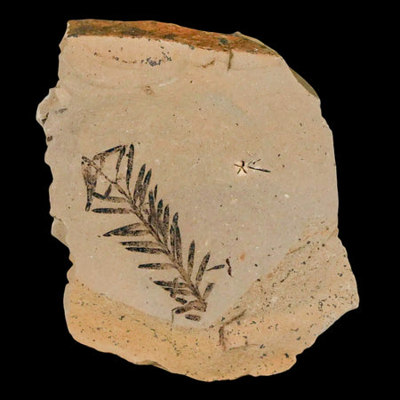 1.1" Detailed Fossil Plant Leafs Metasequoia Dawn Redwood Oligocene Age MT COA