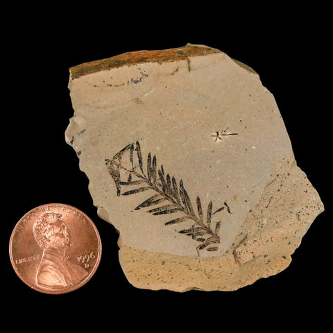 1.1" Detailed Fossil Plant Leafs Metasequoia Dawn Redwood Oligocene Age MT COA - Fossil Age Minerals