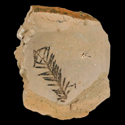 1.1" Detailed Fossil Plant Leafs Metasequoia Dawn Redwood Oligocene Age MT COA - Fossil Age Minerals