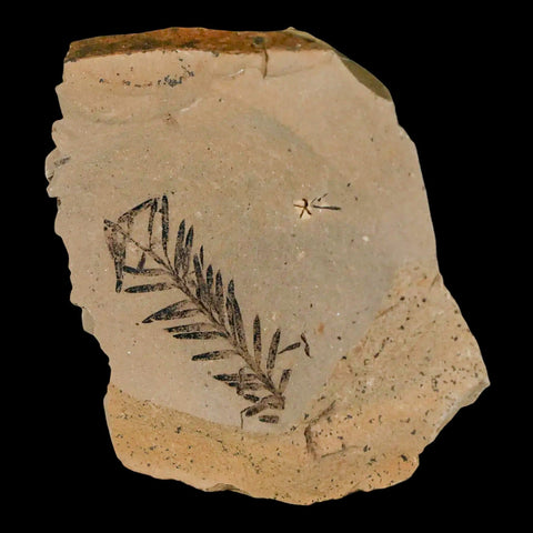 1.1" Detailed Fossil Plant Leafs Metasequoia Dawn Redwood Oligocene Age MT COA - Fossil Age Minerals