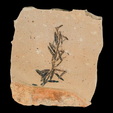 1.4" Detailed Fossil Plant Leafs Metasequoia Dawn Redwood Oligocene Age MT COA - Fossil Age Minerals