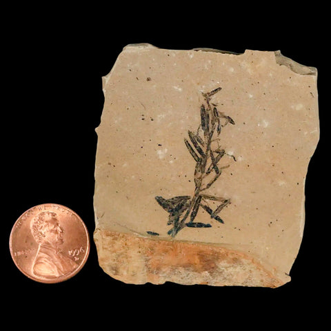 1.4" Detailed Fossil Plant Leafs Metasequoia Dawn Redwood Oligocene Age MT COA - Fossil Age Minerals