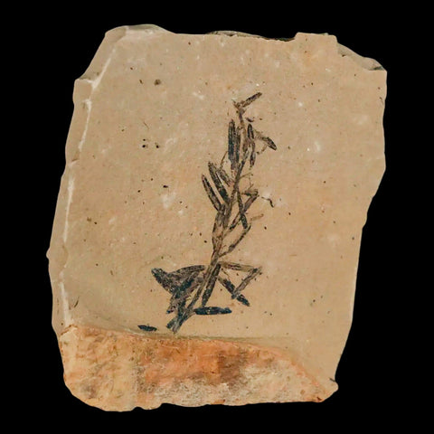 1.4" Detailed Fossil Plant Leafs Metasequoia Dawn Redwood Oligocene Age MT COA - Fossil Age Minerals