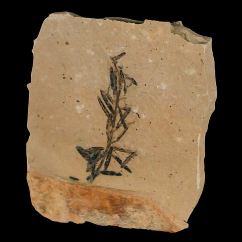 1.4" Detailed Fossil Plant Leafs Metasequoia Dawn Redwood Oligocene Age MT COA - Fossil Age Minerals