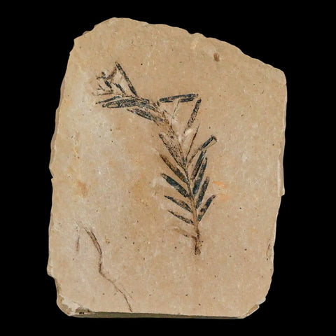 1.4" Detailed Fossil Plant Leafs Metasequoia Dawn Redwood Oligocene Age MT COA - Fossil Age Minerals