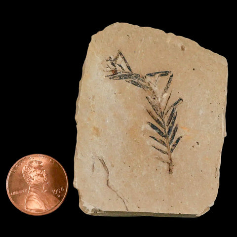 1.4" Detailed Fossil Plant Leafs Metasequoia Dawn Redwood Oligocene Age MT COA - Fossil Age Minerals