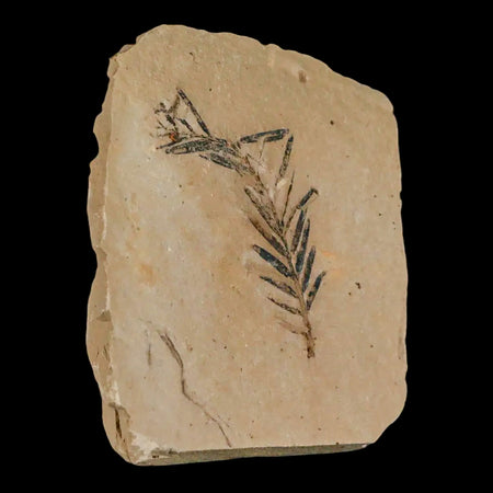 1.4" Detailed Fossil Plant Leafs Metasequoia Dawn Redwood Oligocene Age MT COA