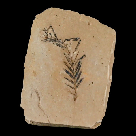 1.4" Detailed Fossil Plant Leafs Metasequoia Dawn Redwood Oligocene Age MT COA - Fossil Age Minerals