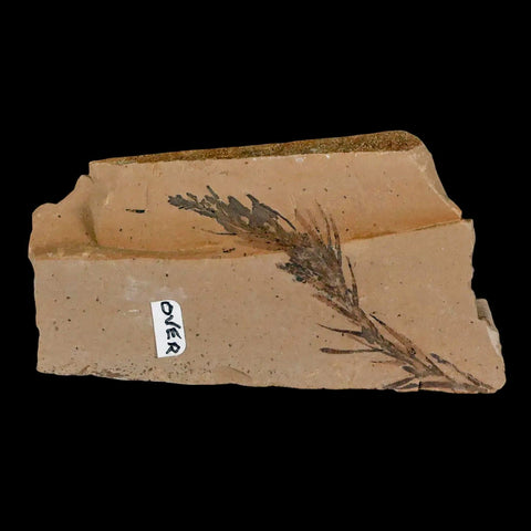 2" Detailed Fossil Plant Leafs Metasequoia Dawn Redwood Oligocene Age MT COA - Fossil Age Minerals