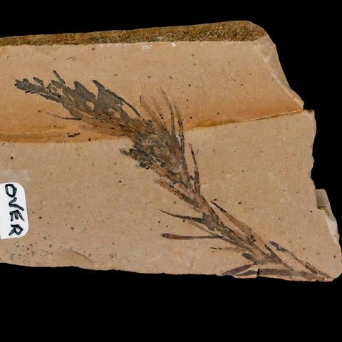 2" Detailed Fossil Plant Leafs Metasequoia Dawn Redwood Oligocene Age MT COA - Fossil Age Minerals