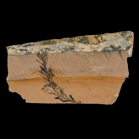 2" Detailed Fossil Plant Leafs Metasequoia Dawn Redwood Oligocene Age MT COA - Fossil Age Minerals