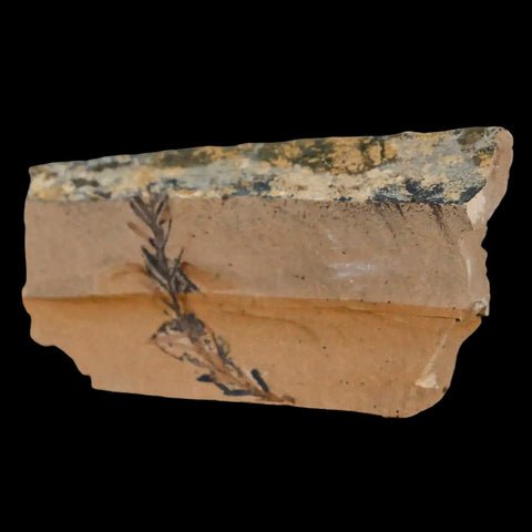 2" Detailed Fossil Plant Leafs Metasequoia Dawn Redwood Oligocene Age MT COA - Fossil Age Minerals