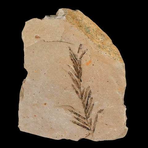 1.6" Detailed Fossil Plant Leafs Metasequoia Dawn Redwood Oligocene Age MT COA