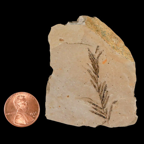 1.6" Detailed Fossil Plant Leafs Metasequoia Dawn Redwood Oligocene Age MT COA