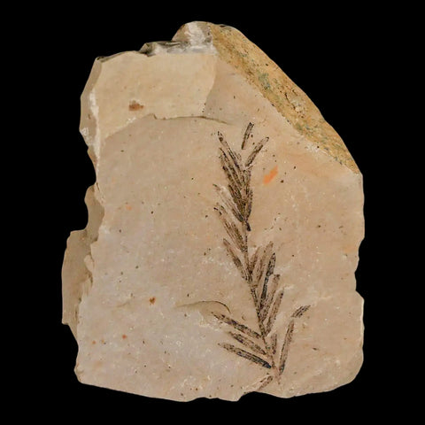 1.6" Detailed Fossil Plant Leafs Metasequoia Dawn Redwood Oligocene Age MT COA