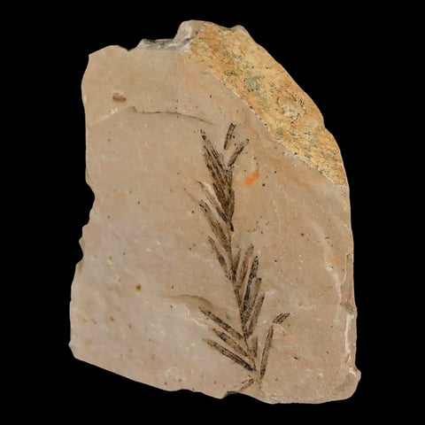 1.6" Detailed Fossil Plant Leafs Metasequoia Dawn Redwood Oligocene Age MT COA