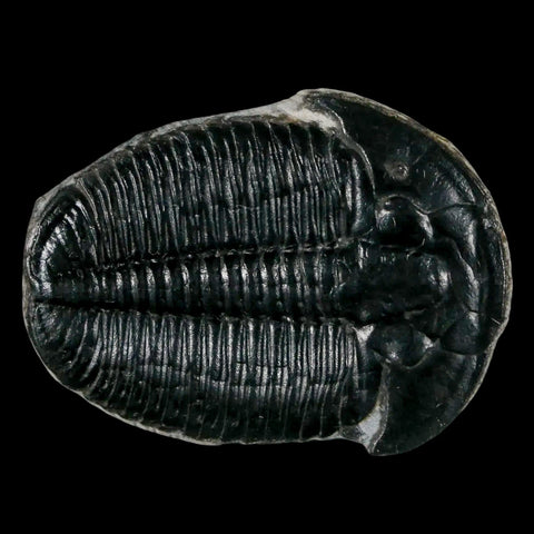 1.4" Elrathia Kingi Trilobite Fossil Utah Cambrian Age 521 Million Years Old COA - Fossil Age Minerals