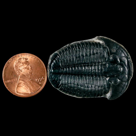 1.4" Elrathia Kingi Trilobite Fossil Utah Cambrian Age 521 Million Years Old COA - Fossil Age Minerals