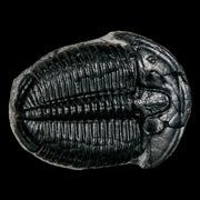 1.4" Elrathia Kingi Trilobite Fossil Utah Cambrian Age 521 Million Years Old COA