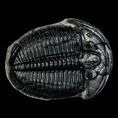 1.4" Elrathia Kingi Trilobite Fossil Utah Cambrian Age 521 Million Years Old COA - Fossil Age Minerals