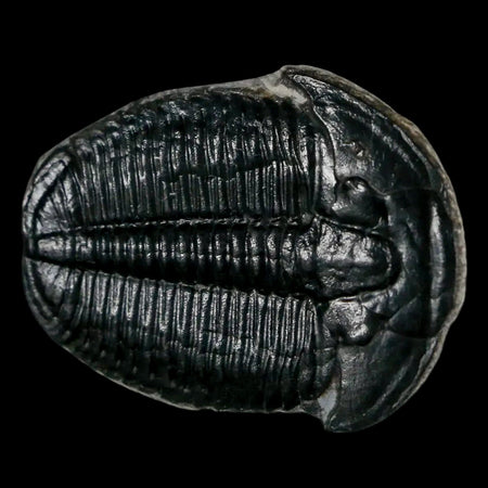 1.4" Elrathia Kingi Trilobite Fossil Utah Cambrian Age 521 Million Years Old COA