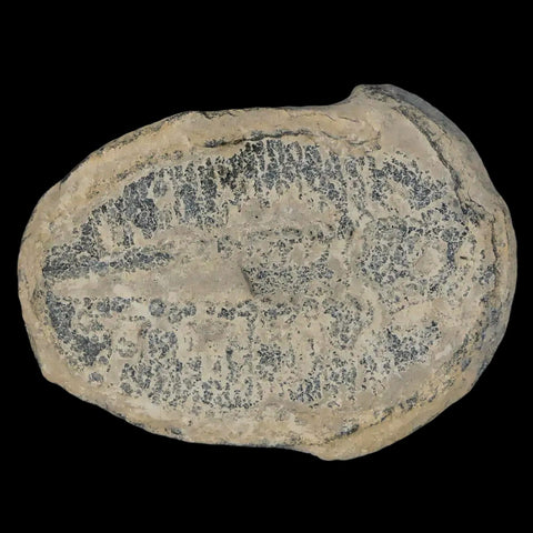 1.4" Elrathia Kingi Trilobite Fossil Utah Cambrian Age 521 Million Years Old COA - Fossil Age Minerals