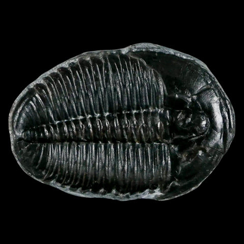 1.4" Elrathia Kingi Trilobite Fossil Utah Cambrian Age 521 Million Years Old COA - Fossil Age Minerals