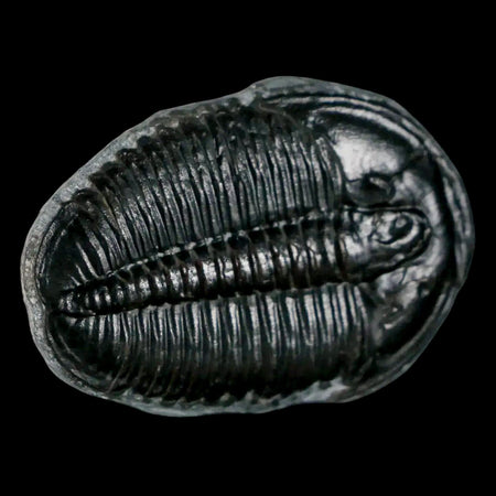 1.4" Elrathia Kingi Trilobite Fossil Utah Cambrian Age 521 Million Years Old COA