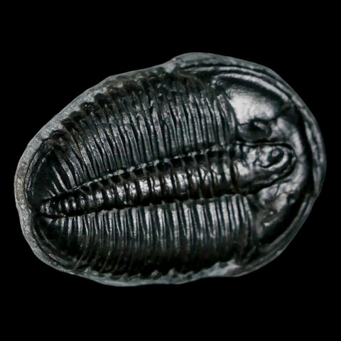 1.4" Elrathia Kingi Trilobite Fossil Utah Cambrian Age 521 Million Years Old COA - Fossil Age Minerals