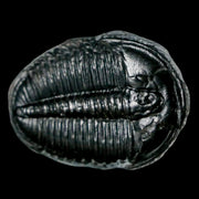 1.4" Elrathia Kingi Trilobite Fossil Utah Cambrian Age 521 Million Years Old COA