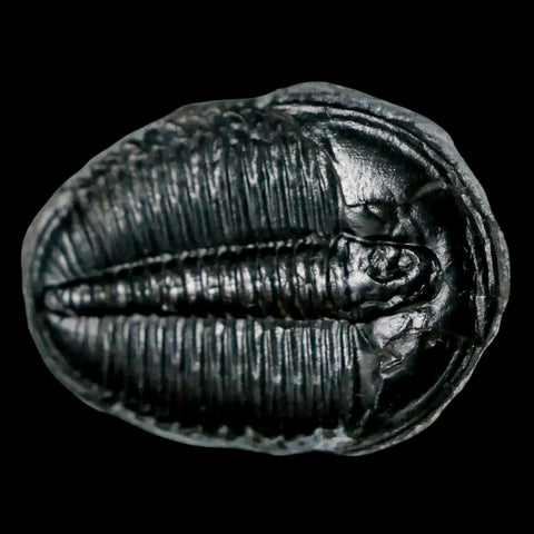 1.4" Elrathia Kingi Trilobite Fossil Utah Cambrian Age 521 Million Years Old COA - Fossil Age Minerals