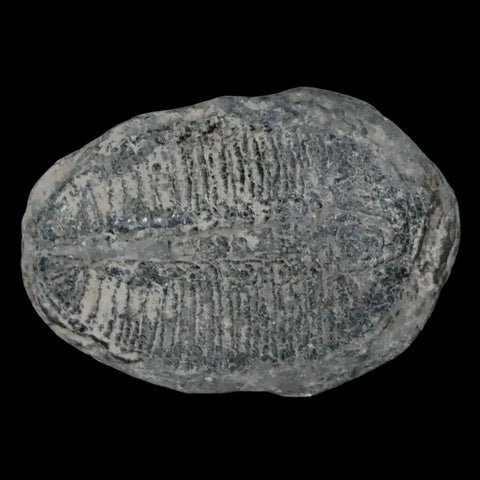 1.4" Elrathia Kingi Trilobite Fossil Utah Cambrian Age 521 Million Years Old COA - Fossil Age Minerals