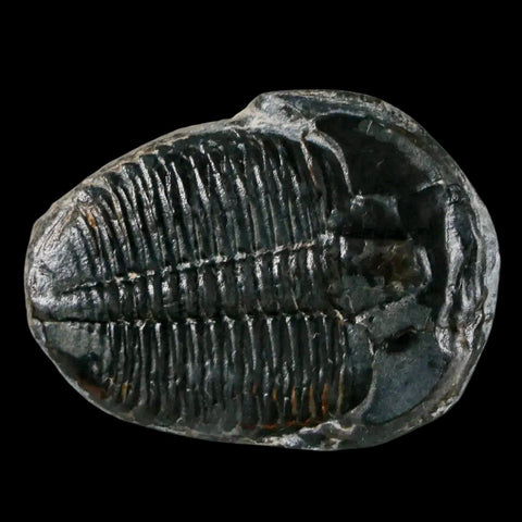 1.3" Elrathia Kingi Trilobite Fossil Utah Cambrian Age 521 Million Years Old COA - Fossil Age Minerals