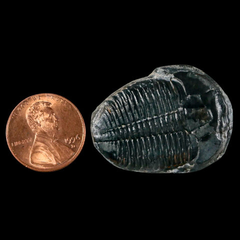 1.3" Elrathia Kingi Trilobite Fossil Utah Cambrian Age 521 Million Years Old COA - Fossil Age Minerals