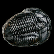 1.3" Elrathia Kingi Trilobite Fossil Utah Cambrian Age 521 Million Years Old COA