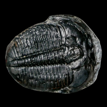 1.3" Elrathia Kingi Trilobite Fossil Utah Cambrian Age 521 Million Years Old COA