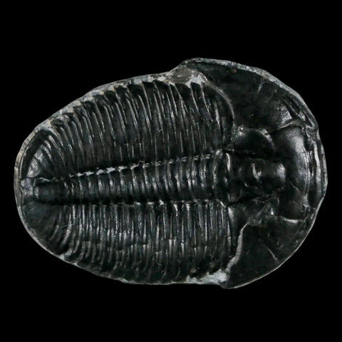 1.3" Elrathia Kingi Trilobite Fossil Utah Cambrian Age 521 Million Years Old COA - Fossil Age Minerals