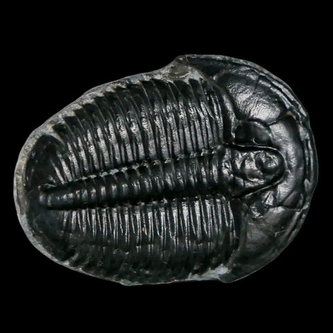 1.3" Elrathia Kingi Trilobite Fossil Utah Cambrian Age 521 Million Years Old COA - Fossil Age Minerals