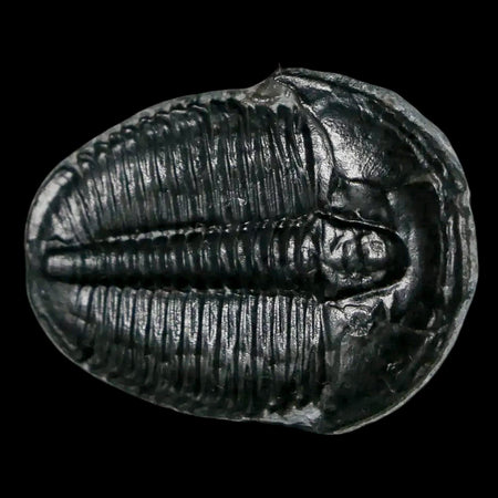 1.3" Elrathia Kingi Trilobite Fossil Utah Cambrian Age 521 Million Years Old COA