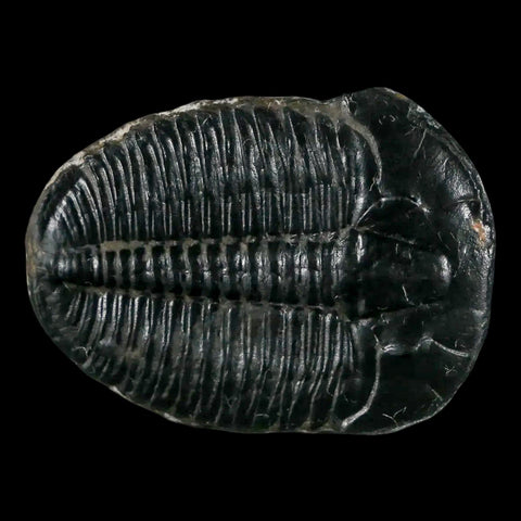 1.2" Elrathia Kingi Trilobite Fossil Utah Cambrian Age 521 Million Years Old COA - Fossil Age Minerals