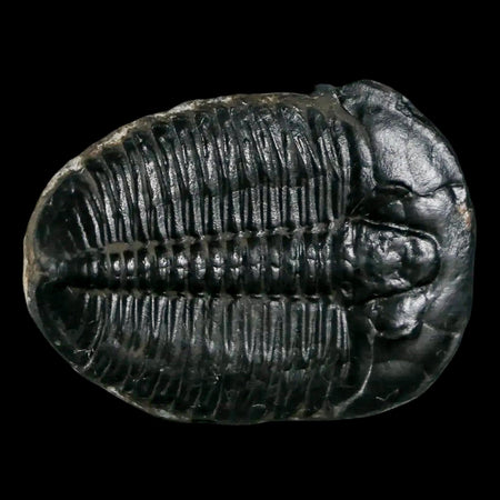 1.2" Elrathia Kingi Trilobite Fossil Utah Cambrian Age 521 Million Years Old COA