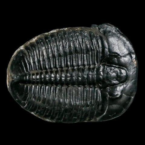 1.2" Elrathia Kingi Trilobite Fossil Utah Cambrian Age 521 Million Years Old COA - Fossil Age Minerals