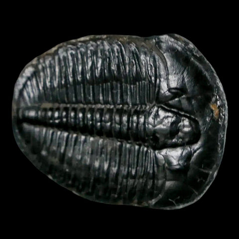 1.2" Elrathia Kingi Trilobite Fossil Utah Cambrian Age 521 Million Years Old COA - Fossil Age Minerals